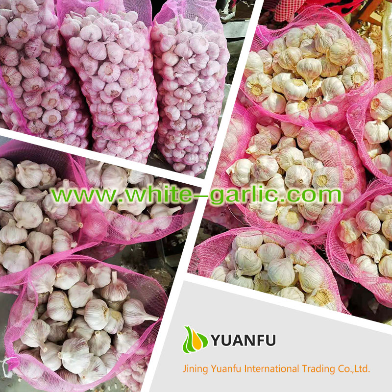 garlic suppliers